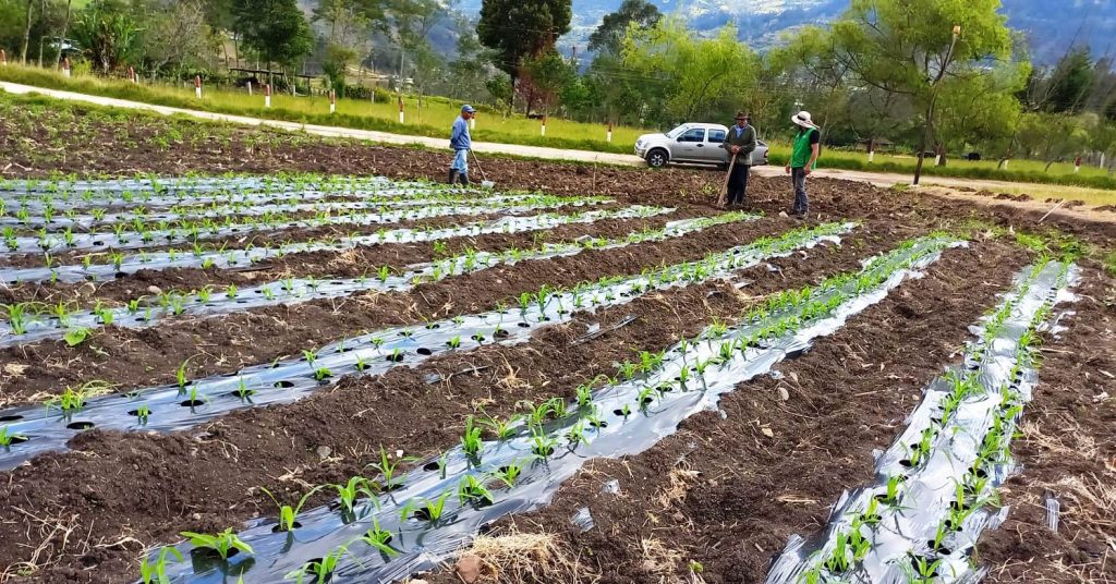 De acuerdo al sector los agricultores preparan sus tierras. En algunos casos reciben asesoramientos.
