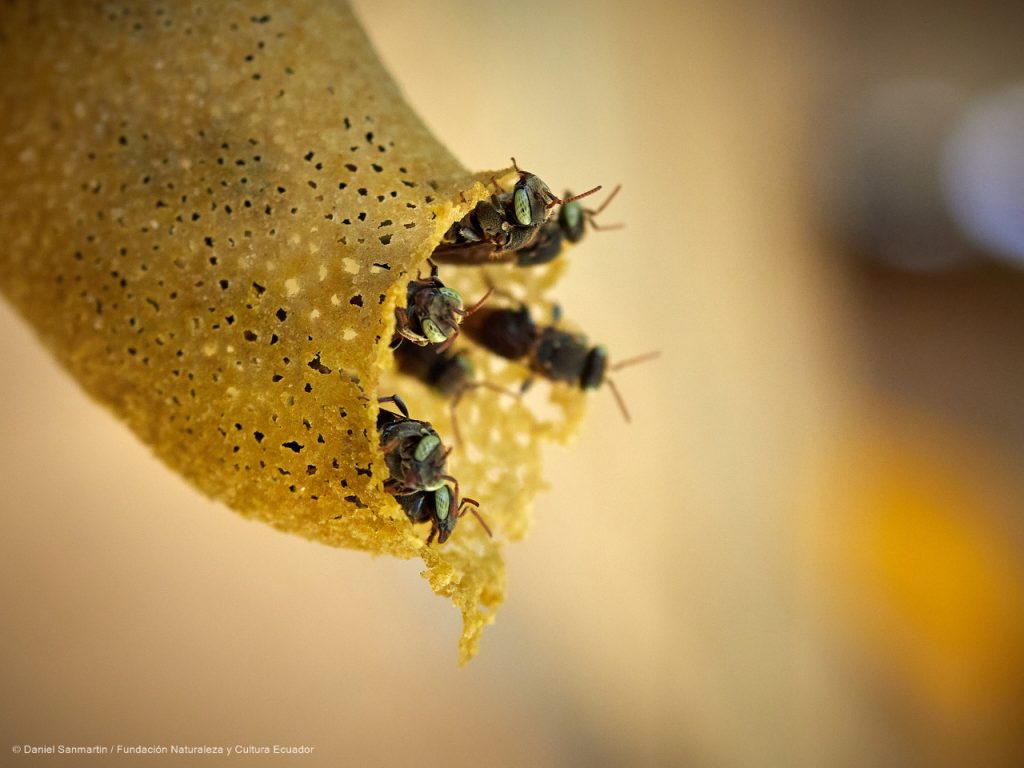 Según NCI, las abejas nativas juegan un rol fundamental como polinizadoras de plantas y mantienen los procesos ecológicos en los bosques y sistemas agrícolas.