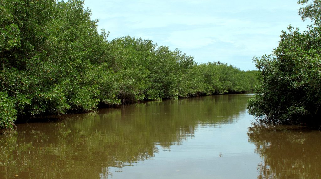 Manglares forman parte de esta nueva área.