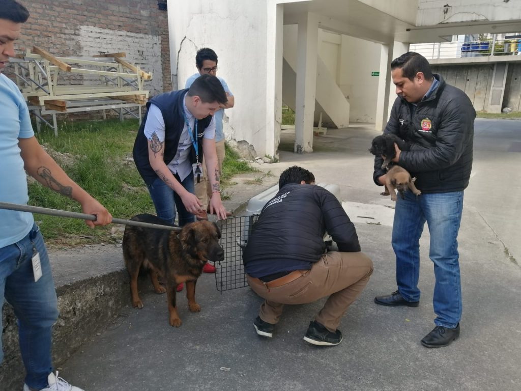 Los canes fueron llevados al Centro de Conservación de Fauna Urbana.