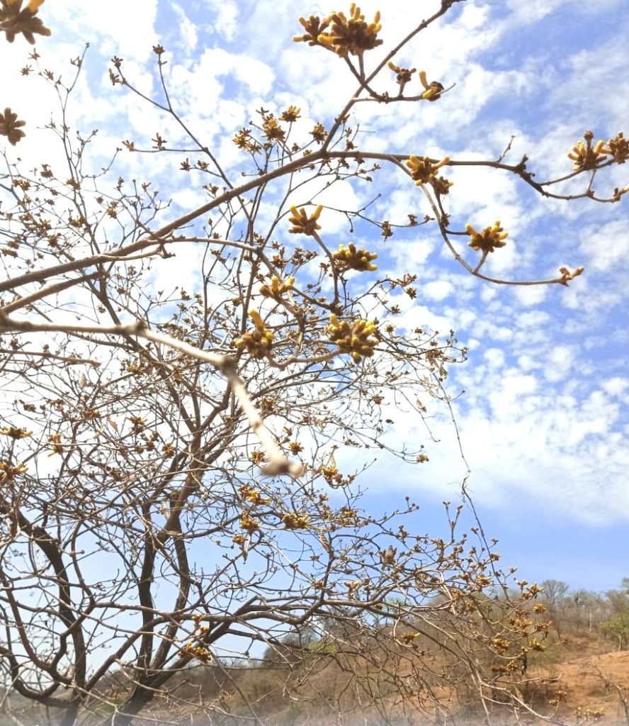 A partir del jueves la flor ya estaría abierta.