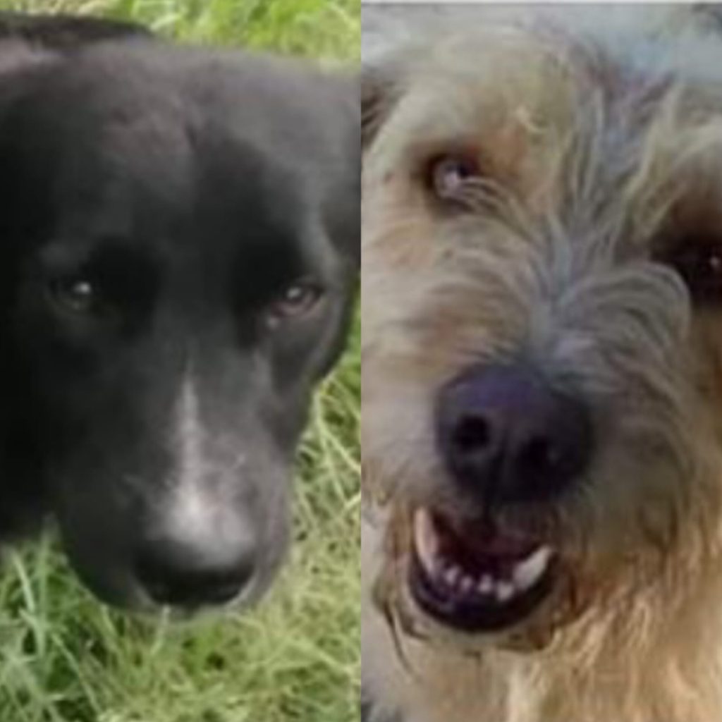 Los dos canes eran alimentados y cuidados por los vecinos de Sauces Norte.