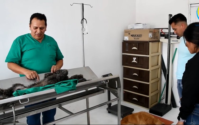 Los propietarios deben llevar a sus mascotas cumpliendo una agenda previa.