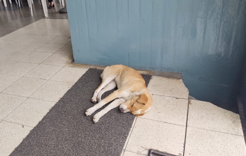 Acción de protección, Karen Solórzano Novillo, Jorge Jaramillo Villamagua, fauna urbana, perros