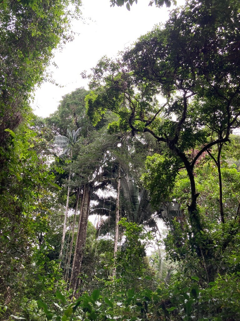 El país, juntamente con las elecciones anticipadas, está convocado también para pronunciarse en las urnas respecto al Parque Nacional Yasuní.