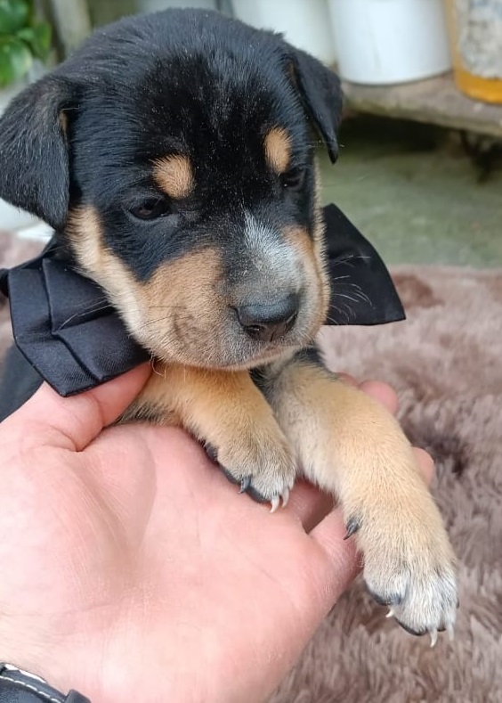 La plataforma está disponible para la comunidad.