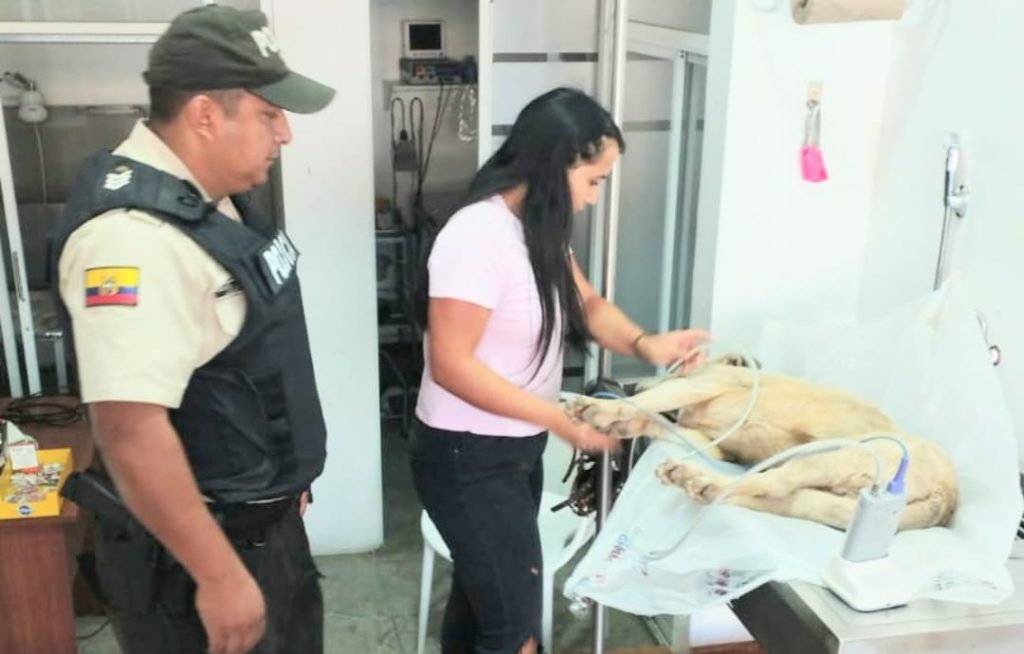 El can está fuera de peligro.