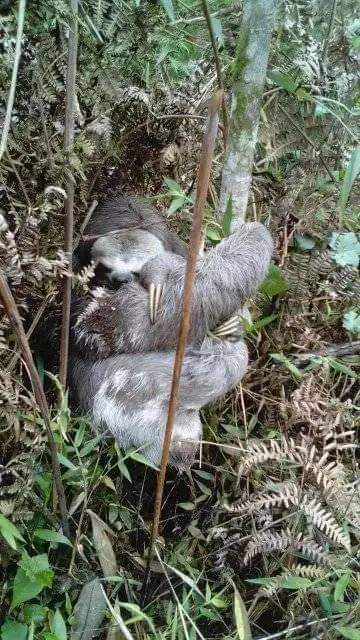 La especie llegó al barrio hace aproximadamente tres semanas.