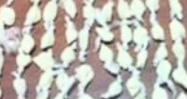 La sustancia fue analizada químicamente y se constató que es esa clase de drogas.