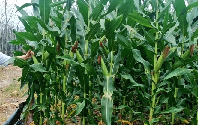 Los agricultores refieren a una pérdida total y por eso apelan al pago.