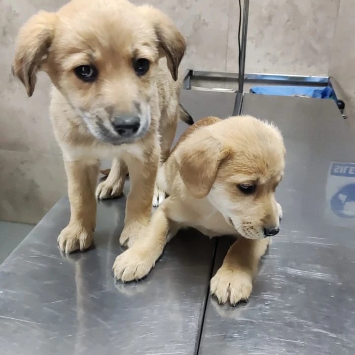 Se tiene planificado un espacio para mejorar la atención a las mascotas.