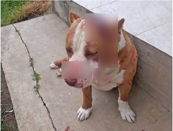 El animalito recibió golpes con un instrumento cortante.