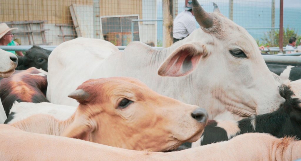 (Foto: Municipio de Puyango)