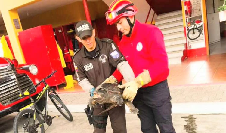 La Policía del Medio Ambiente recibió a la tortuga de parte de los bomberos.