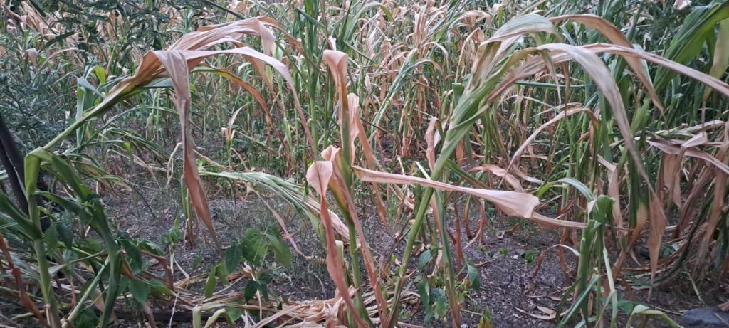 Los sembríos de maíz están destruidos.