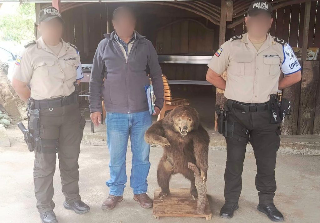 La Fiscalía de Flagrancias solicitó a un juez de la Unidad Judicial Penal la orden para allanar una casa y retirar ese espécimen.