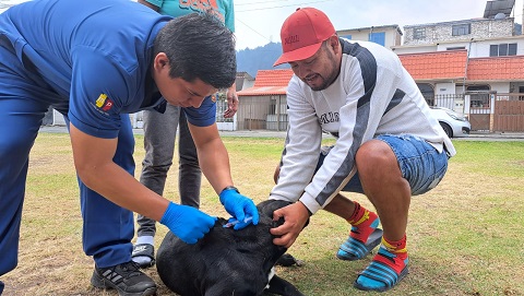 La comunidad está aprovechando para hacer vacunar a sus mascotas.