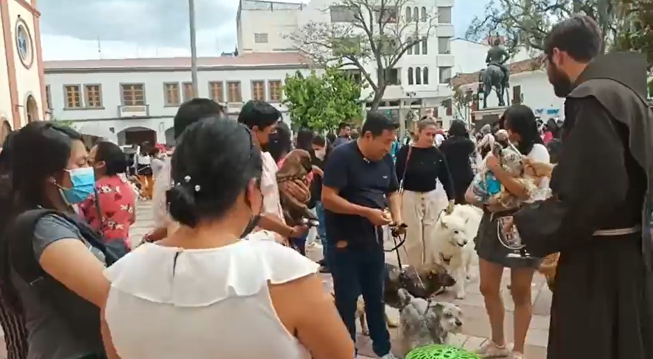 Lo que más suelen llevar son los canes.