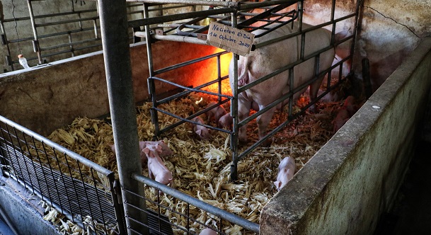 El apoyo que reciben es gratuito.