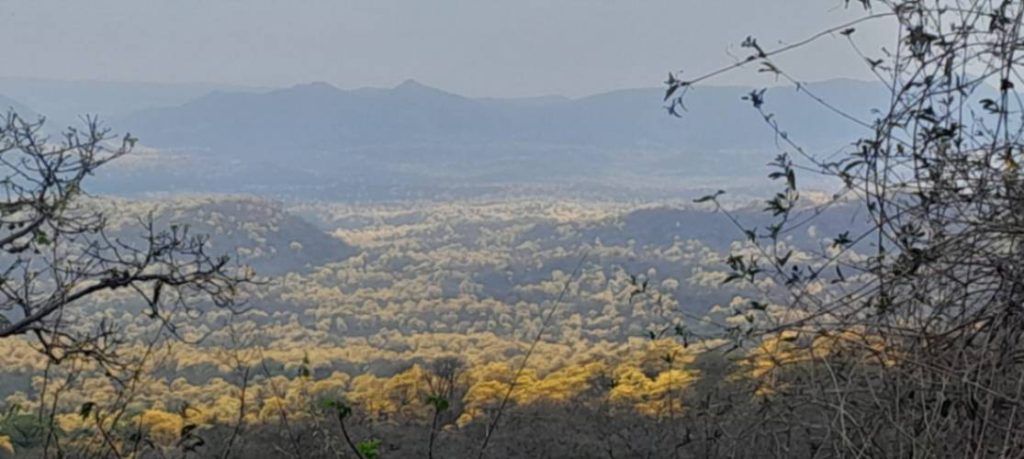 Un manto amarillo cubre el Bosque Seco de Zapotillo, cautivando a millas de visitantes.