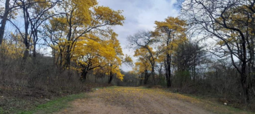 El Bosque Seco de Zapotillo se convierte en un destino imprescindible todos los años.