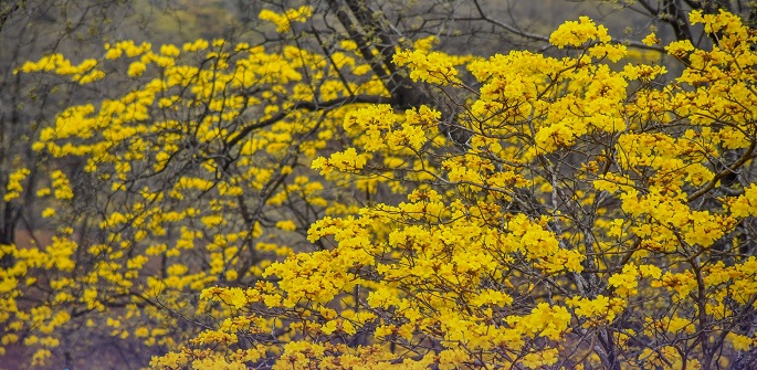 El espectáculo toma de 5 a 8 días, dependiendo de las lluvias.