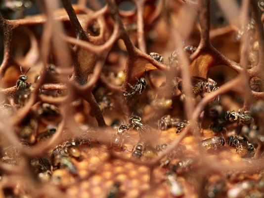 Es esencial no hacerles daño a las abejas por su importancia para el planeta.