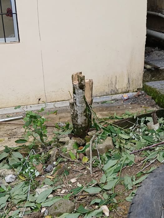 La planta se encontraba cerca de la Unidad de Rehabilitación del Municipio.