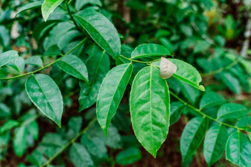 La investigación continúa para encontrar más beneficios.