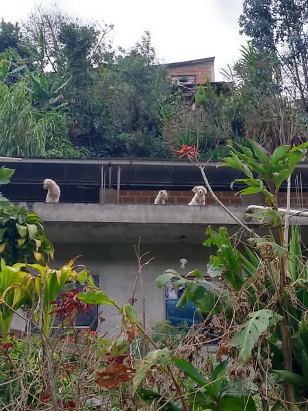 Los animalitos se dejan ver en malas condiciones físicas.
