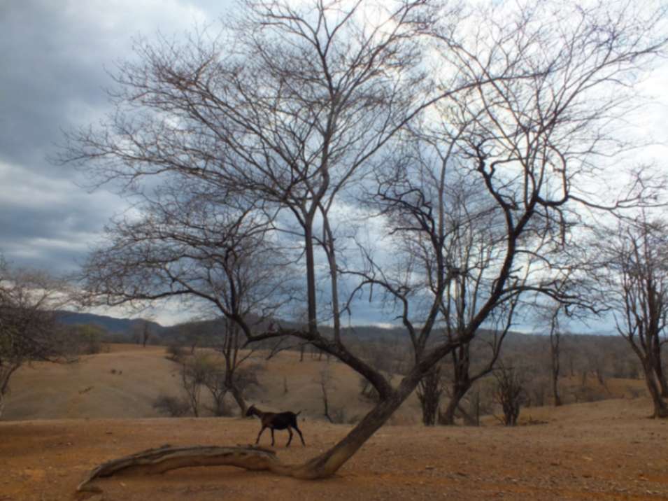 Esta es la realidad actual del bosque seco fronterizo donde se da la manifestación natural.
