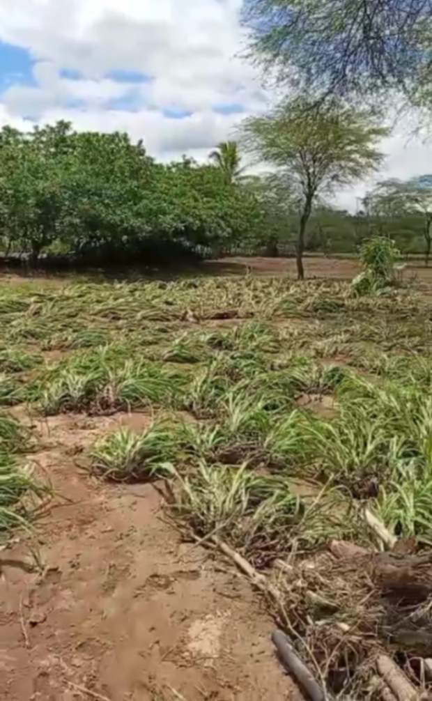Varias hectáreas de sembríos fueron arrasadas por el desbordamiento de una quebrada.