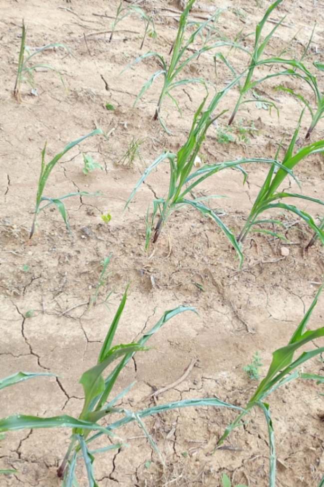 El estado de los sembríos en Zapotillo es deprimente, ante la falta de agua.