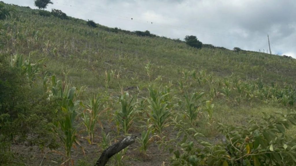 Los cultivos de maíz se encuentran afectados en Sozoranga.