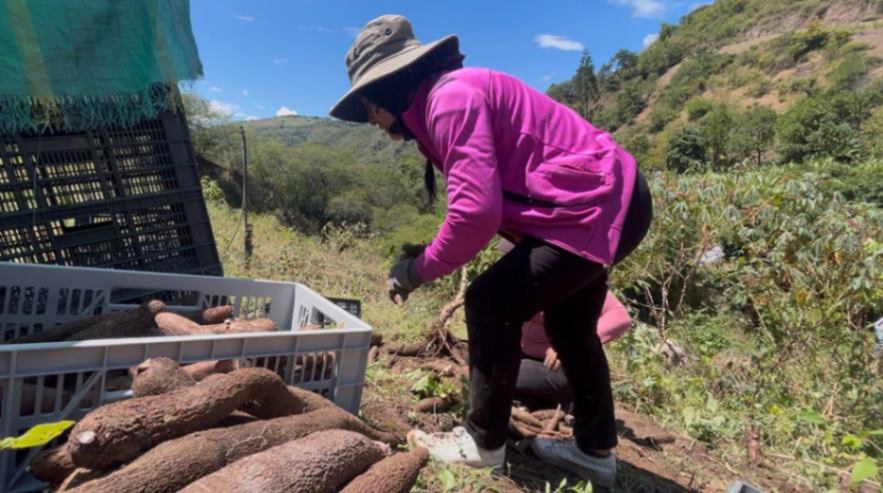 La yuca de la zona es reconocida por su sabor y suavidad.