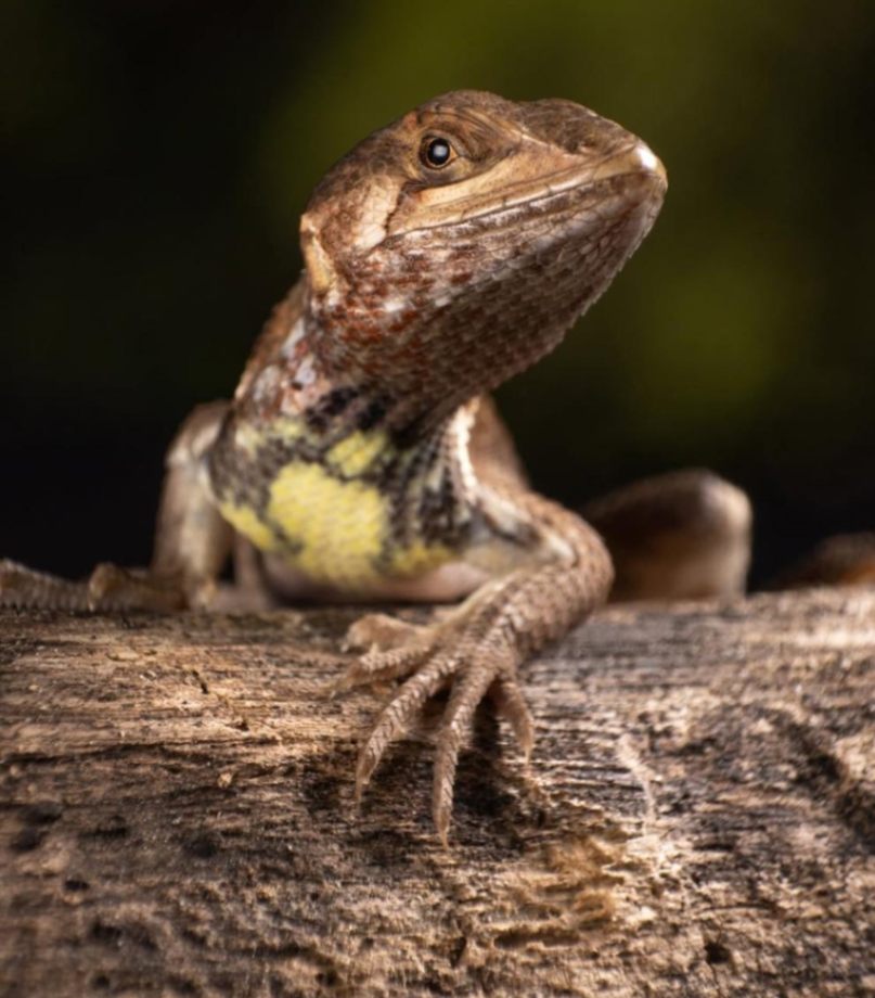 Mundo animal: Pequeño guardián