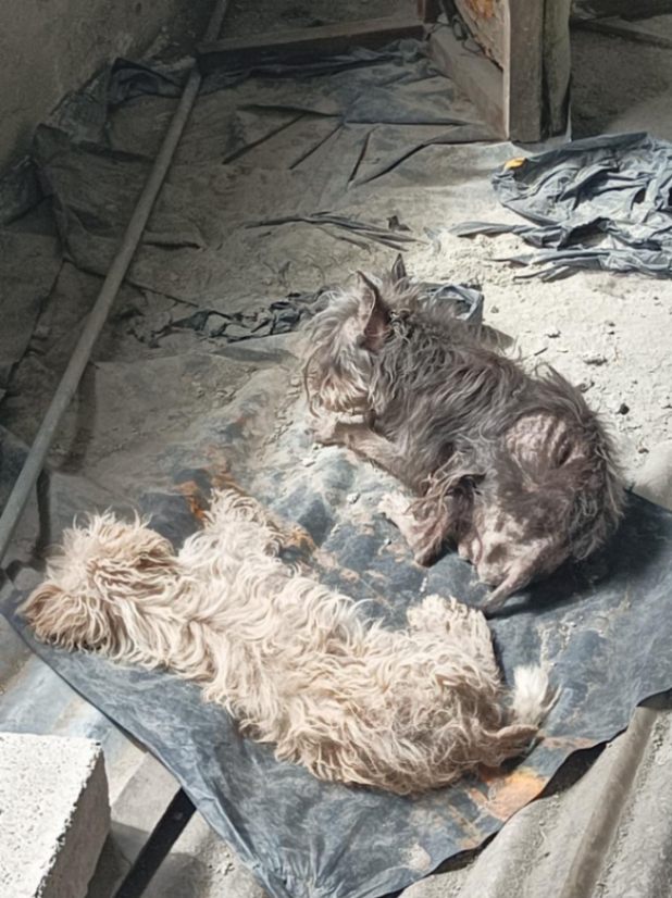 Los dos canes fueron colocados en una segunda planta de la residencia, dejados sin alimento, sin agua, en un espacio infestado de pulgas.
