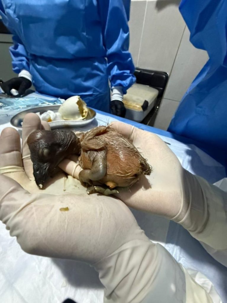El equipo de médicos veterinarios, biólogos y cuidadores monitorearon el proceso.
