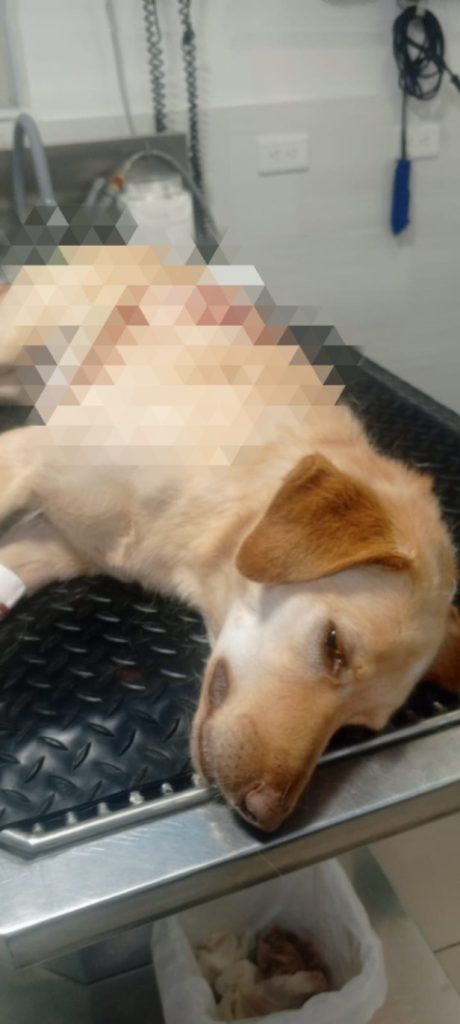 El animalito no resistió la herida propinada, falleciendo poco tiempo después.