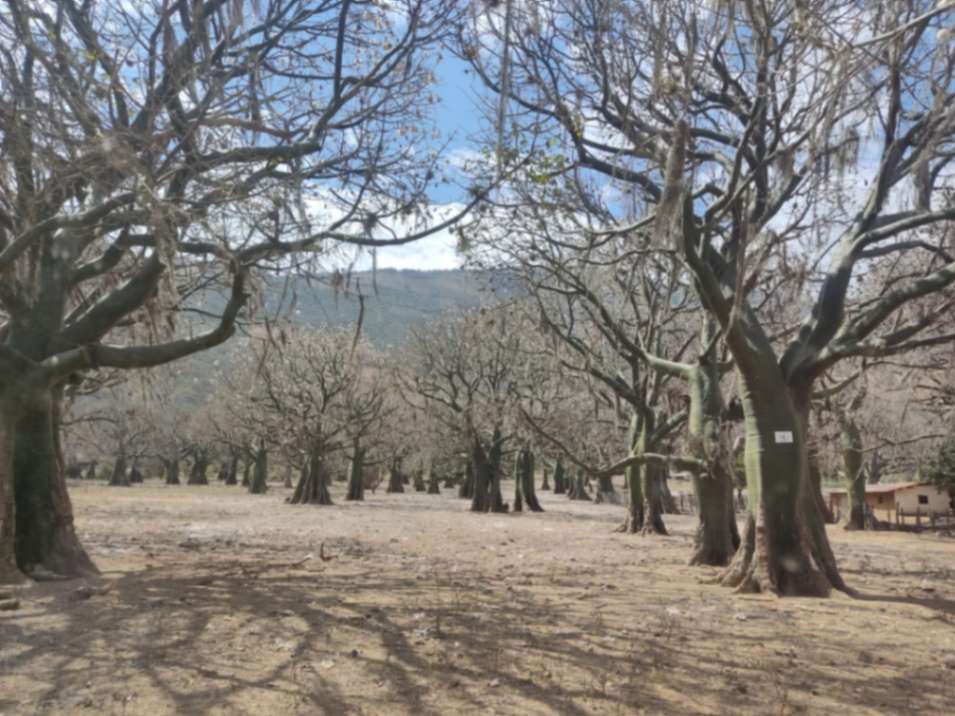 En el bosque hay ciertos árboles que tienen una edad de 200 años, aproximadamente, y florecen en abundancia cuando el año es eminentemente seco.