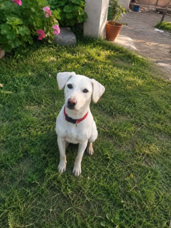 El animalito, de aproximadamente siete meses de edad, es muy cariñoso y juguetón.