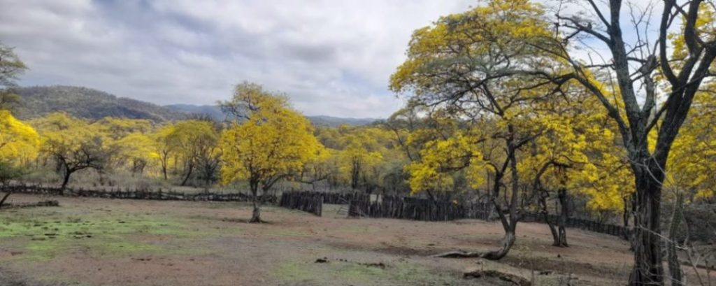 El florecimiento alcanzaría su punto máximo a partir del 30 de septiembre.
