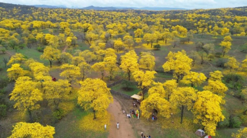 En los próximos días, el paisaje comenzará a recuperar la apariencia característica del bosque seco.