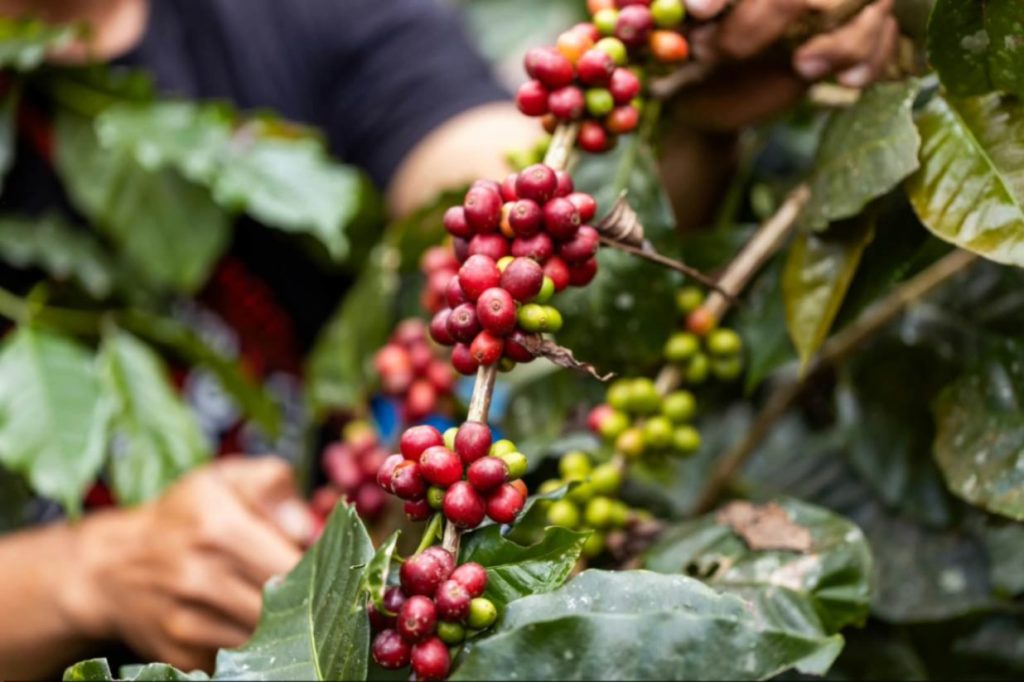 El café lojano destaca por su calidad y por el trabajo de las familias productoras.
